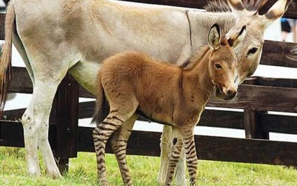 5 Animalele care își datorează existența unui om (care) 5 Animalele care își datorează existența unui om