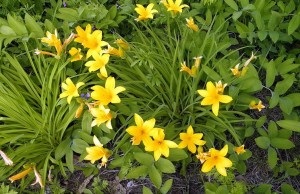 Agrotehnika daylilies în creștere, gradina, gradina (îngrijirea daylilies) Agrotehnika daylilies, grădină, grădină în creștere bucătărie