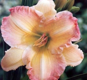 Agrotehnika daylilies în creștere, grădină, grădină (tehnician agricol) Agrotehnika daylilies, grădină, grădină în creștere bucătărie