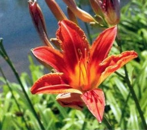 Agrotehnika daylilies în creștere, grădină, grădină (tehnician agricol) Agrotehnika daylilies, grădină, grădină în creștere bucătărie