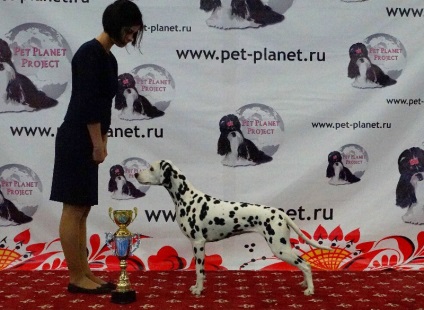 Amat pui Victoria - canisa de dalmațieni - pepiniere din regiune - Pagina 11 din 11 - Dog (câine Baikal) Amat pui Victoria - canisa de dalmațieni - pepiniere din regiune - Pagina 11 din 11 - Dog