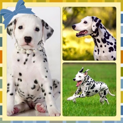 Amat puii Victoria - Canisa de Dalmatians - pepiniere din regiune - Pagina 11 din 11 - Dog (pui) Amat pui Victoria - canisa de dalmațieni - pepiniere din regiune - Pagina 11 din 11 - Dog