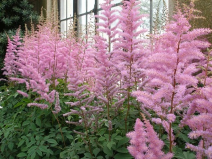 fotografii Astilbe și specii, de plantare și de îngrijire în câmp deschis (Astilbe) fotografii Astilbe și specii, de plantare și de îngrijire în câmp deschis
