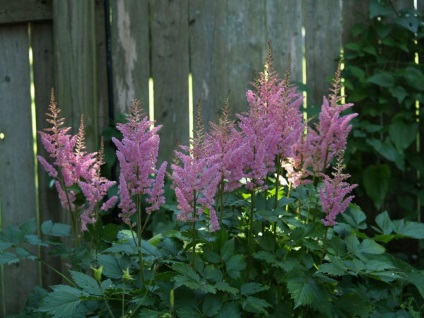 fotografii Astilbe și specii, de plantare și de îngrijire în câmp deschis (îngrijire) fotografii Astilbe și specii, de plantare și de îngrijire în câmp deschis
