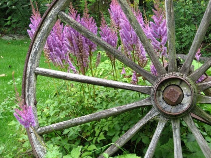 fotografii Astilbe și specii, de plantare și de îngrijire în câmp deschis (Astilbe) fotografii Astilbe și specii, de plantare și de îngrijire în câmp deschis