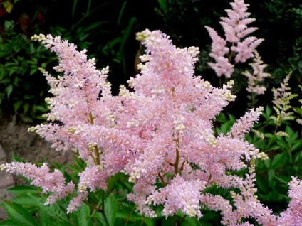fotografii Astilbe și specii, de plantare și de îngrijire în câmp deschis (Astilbe) fotografii Astilbe și specii, de plantare și de îngrijire în câmp deschis