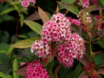 fotografii Astilbe și specii, de plantare și de îngrijire în câmp deschis (Astilbe) fotografii Astilbe și specii, de plantare și de îngrijire în câmp deschis