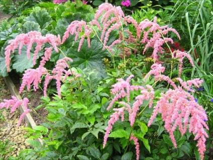fotografii Astilbe și specii, de plantare și de îngrijire în câmp deschis (îngrijire) fotografii Astilbe și specii, de plantare și de îngrijire în câmp deschis