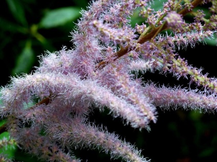 fotografii Astilbe și specii, de plantare și de îngrijire în câmp deschis (îngrijire) fotografii Astilbe și specii, de plantare și de îngrijire în câmp deschis
