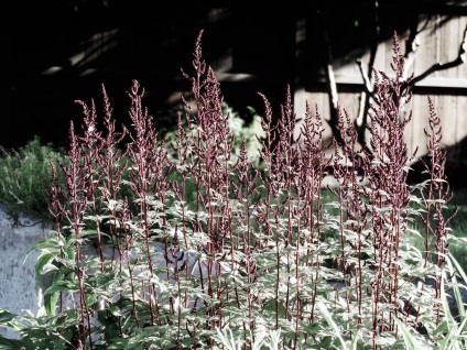 fotografii Astilbe și specii, de plantare și de îngrijire în câmp deschis (îngrijire) fotografii Astilbe și specii, de plantare și de îngrijire în câmp deschis
