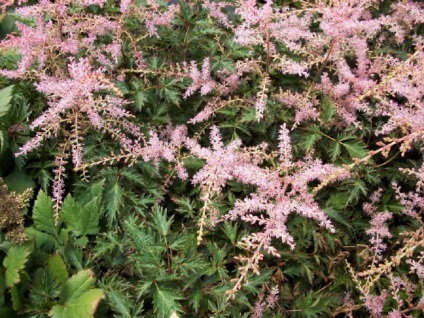 fotografii Astilbe și specii, de plantare și de îngrijire în câmp deschis (îngrijire) fotografii Astilbe și specii, de plantare și de îngrijire în câmp deschis