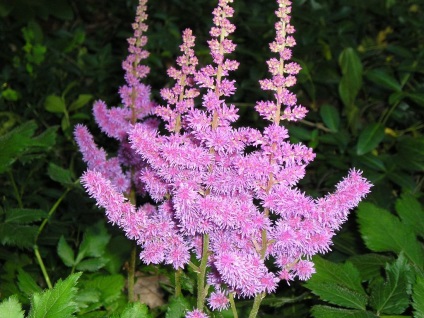 fotografii Astilbe și specii, de plantare și de îngrijire în câmp deschis (îngrijire) fotografii Astilbe și specii, de plantare și de îngrijire în câmp deschis