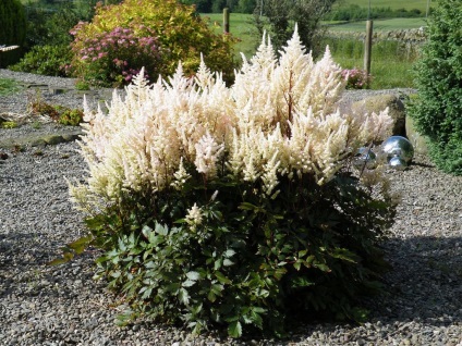 fotografiile Astilbe și speciile, de plantare și îngrijire în câmp deschis (pasa) fotografii Astilbe și specii, de plantare și de îngrijire în câmp deschis