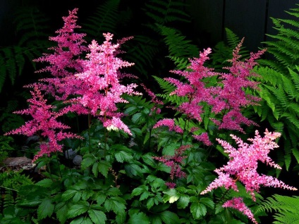 fotografii Astilbe și specii, de plantare și de îngrijire în câmp deschis (îngrijire) fotografii Astilbe și specii, de plantare și de îngrijire în câmp deschis