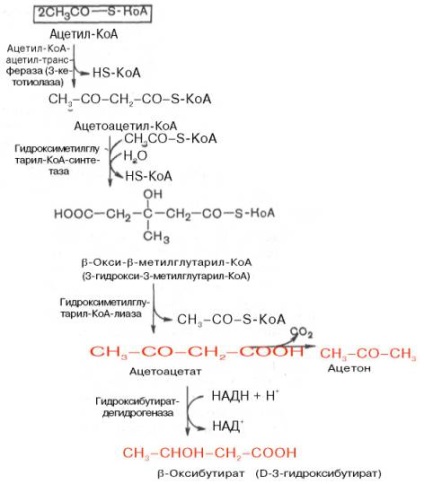 Acetil CoA (coa) (koa) Acetil CoA (coa)