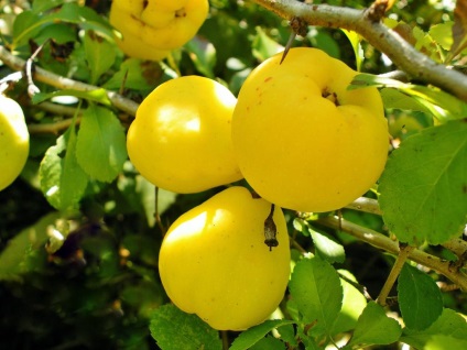 Quince la maturitate, ca utilizarea de fructe de gutui parfumate