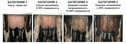 Contaminarea bacteriană a laptelui modalități de a reduce (urmări condițiile sanitare) Contaminarea bacteriană a laptelui modalități de a reduce