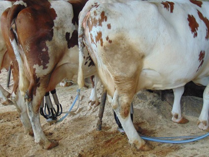 Contaminarea bacteriană a laptelui modalități de a reduce (contaminare) Contaminarea bacteriană a laptelui modalități de a reduce