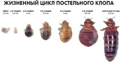 Lenjerii de pat bug-uri cum arata, in special viata (ploșnițe poate fi determinată) Lenjerii de pat bug-uri ca acestea arata, in special viata