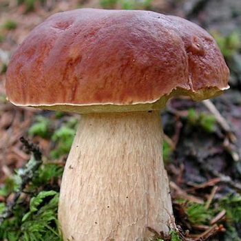 Ciuperci albe fotografie, descrierea tipurilor și specii (mesteacan, pin) si alte nume albe (ciuperci) Ciuperci albe fotografie, descrierea tipurilor și specii (mesteacan, pin) si alte nume alb