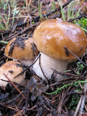 Ciuperci albe fotografie, descrierea tipurilor și specii (mesteacan, pin) si alte denumiri albe (specii) Ciuperci albe fotografie, descrierea tipurilor și specii (mesteacan, pin) si alte nume alb