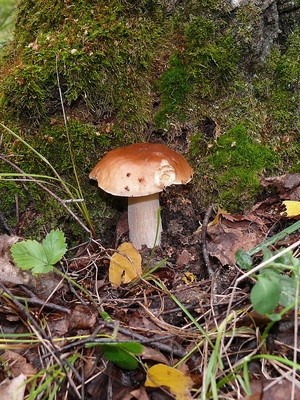 Ciuperci albe fotografie, descrierea tipurilor și specii (mesteacan, pin) si alte nume albe (ciuperci) Ciuperci albe fotografie, descrierea tipurilor și specii (mesteacan, pin) si alte nume alb