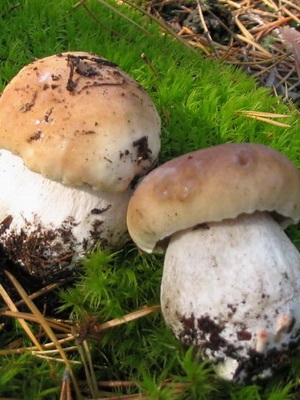 Ciuperci albe fotografie, descrierea tipurilor și specii (mesteacan, pin) si alte nume albe (ciuperci) Ciuperci albe fotografie, descrierea tipurilor și specii (mesteacan, pin) si alte nume alb