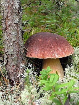 Ciuperci albe fotografie, descrierea tipurilor și specii (mesteacan, pin) si alte denumiri albe (specii) Ciuperci albe fotografie, descrierea tipurilor și specii (mesteacan, pin) si alte nume alb