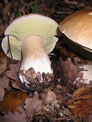 Ciuperci albe fotografie, descrierea tipurilor și specii (mesteacan, pin) si alte denumiri albe (specii) Ciuperci albe fotografie, descrierea tipurilor și specii (mesteacan, pin) si alte nume alb