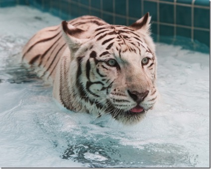 Alb Bengal Tiger (Bengal) Alb Bengal Tiger
