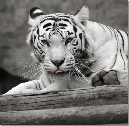 Alb Bengal Tiger (alb) Alb Bengal Tiger