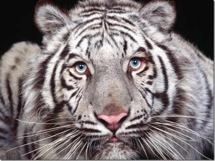 Alb Bengal Tiger (alb) Alb Bengal Tiger