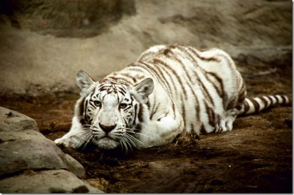Alb Bengal Tiger (alb) Alb Bengal Tiger