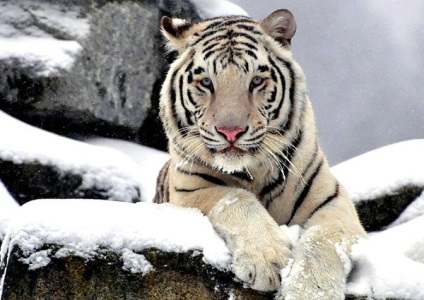 tigru alb - animalele enumerate în Cartea Roșie (Tiger) tigru alb - animale enumerate în Cartea Roșie