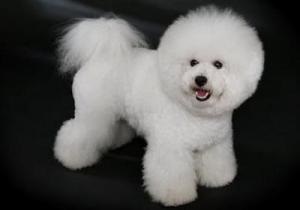 Bichon Frise (mese ori pe zi) Bichon Frise
