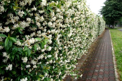 viță de vie cu creștere rapidă a tipurilor de gard, plantare, îngrijire (plante) Creștere rapidă viță de vie pentru tipuri de gard, plantare, îngrijire