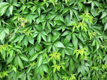viță de vie cu creștere rapidă a tipurilor de gard, plantare, îngrijire (plante) Creștere rapidă viță de vie pentru tipuri de gard, plantare, îngrijire