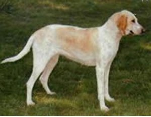 Biya, rase de câini, animale, rasa (Fotografii) Biya, rase de câini, animale, rasă