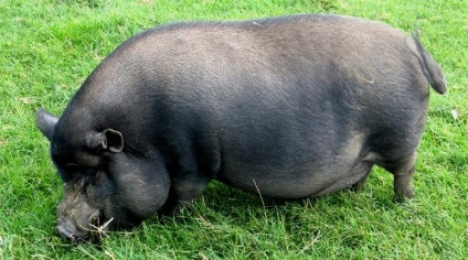De afaceri pentru porci de reproducție vietnameze (posibil) Afaceri la porci pentru reproducere vietnameză