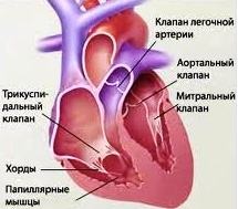 Boli ale valvelor inimii (inima) Boli ale valvelor inimii