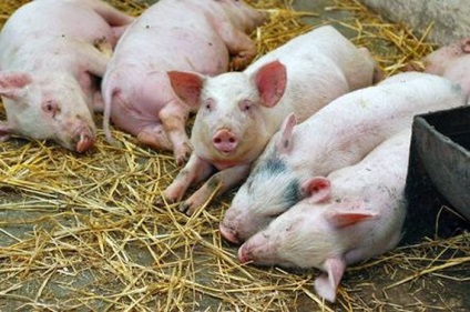 Tipuri de porcine boli, simptome, tratament si prevenire, zoodom (boală) Tipuri de porcine boli, simptome, tratament si prevenire, zoodom