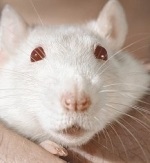 Boli hamsteri (ochi secreție nazală) boli hamsteri
