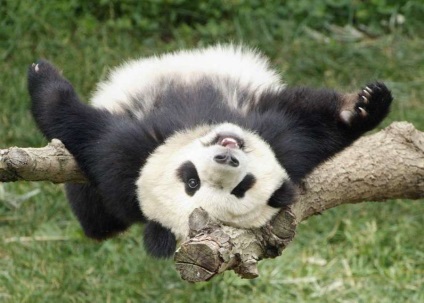 Panda gigant nu mai este o specie pe cale de dispariție (a) Panda gigant nu mai este o specie pe cale de dispariție