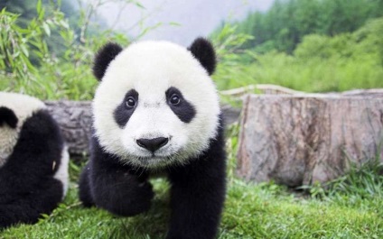Panda gigant nu mai este o specie pe cale de dispariție (a) Panda gigant nu mai este o specie pe cale de dispariție