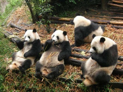 Panda gigant nu mai este o specie pe cale de dispariție (Panda) Panda gigant nu mai este o specie pe cale de dispariție