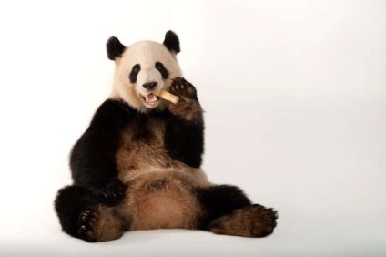 Panda gigant nu mai este o specie pe cale de dispariție (mai mult) Panda gigant nu mai este o specie pe cale de dispariție