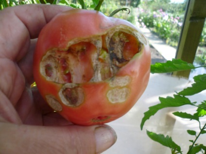săritor de control pe tomate (lupte) săritor de control pe tomate
