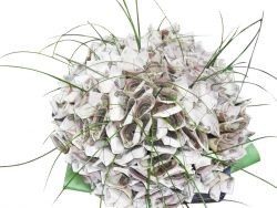 O grămadă de bani (bani) O adunatura de bani