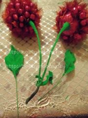 Buchet de dulciuri - cireșe (cireșe) Buchet de dulciuri - cireșe