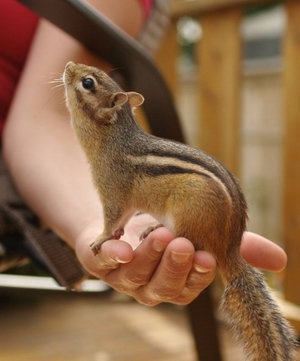 Chipmunk la descriere acasă, fotografii, cât de multe vieți, condițiile necesare, caracteristici (condiții) Chipmunk la descriere acasă, fotografii, cât de multe vieți, condițiile necesare, în special